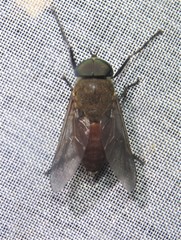 Tabanus subsimilis