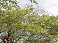 Vachellia tortuosa