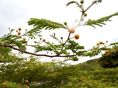 Vachellia tortuosa