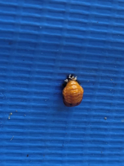 Harmonia axyridis