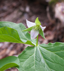 Trillium tschonoskii