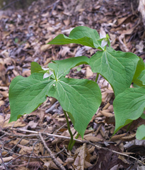 Trillium tschonoskii