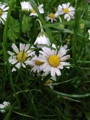 Bellis perennis