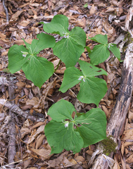 Trillium tschonoskii
