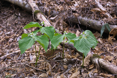 Trillium tschonoskii