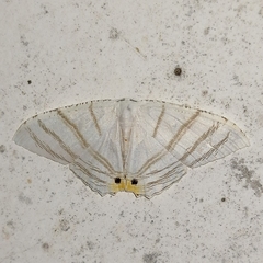 Epiplema albipennaria