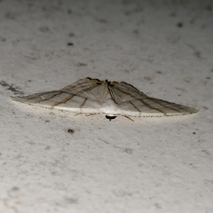 Epiplema albipennaria