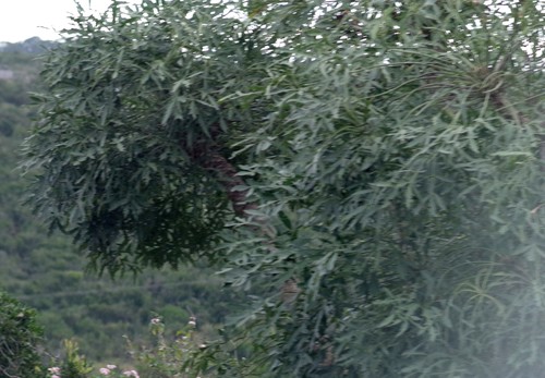 Cussonia spicata Thunb. 2