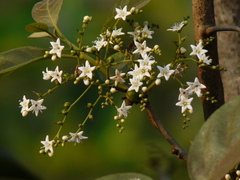 Ehretia laevis
