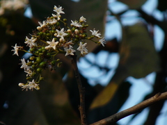 Ehretia laevis