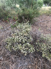 Thymus capitellatus