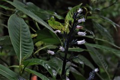 Palicourea hondurensis