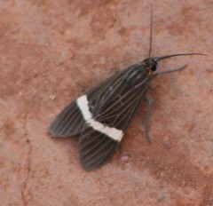 Aclytia
