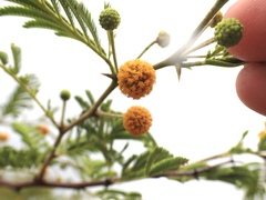 Vachellia tortuosa
