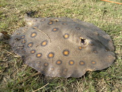 Ocellate Freshwater Stingray photo 4