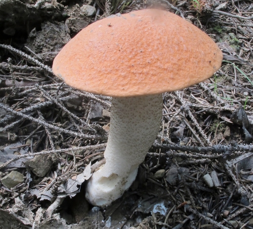 Leccinum piceinum image