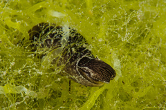 Akera bullata