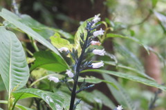 Palicourea hondurensis