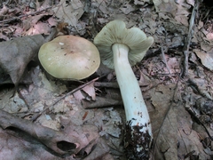 Tricholoma palustre