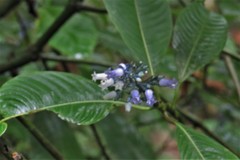 Palicourea hondurensis