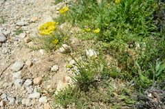 Haplophyllum linifolium