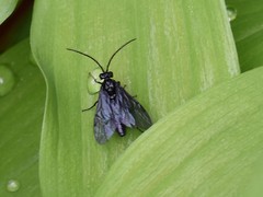 Phymatocera aterrima