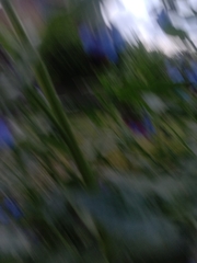 Symphytum caucasicum