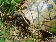 Testudo hermanni