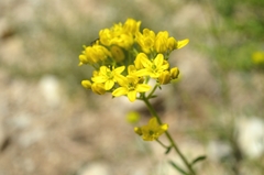 Haplophyllum linifolium