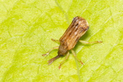 Sumitrosis rosea