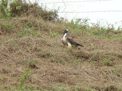 Geranoaetus albicaudatus