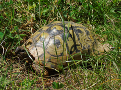 Testudo hermanni