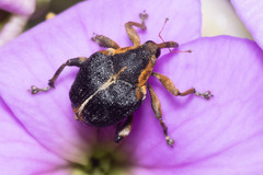Mononychus vulpeculus