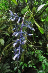 Palicourea hondurensis