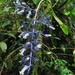 Palicourea hondurensis - Photo (c) Eric van den Berghe, algunos derechos reservados (CC BY-NC), subido por Eric van den Berghe
