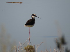 Himantopus mexicanus melanurus