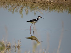 Himantopus mexicanus melanurus