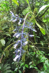 Palicourea hondurensis
