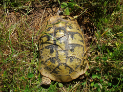 Testudo hermanni