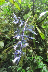 Palicourea hondurensis