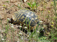 Testudo hermanni