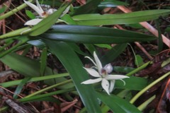Prosthechea baculus