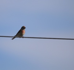 Linaria cannabina cannabina