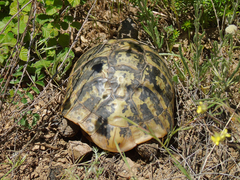 Testudo hermanni