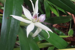 Prosthechea baculus