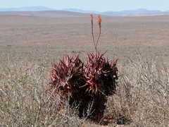 Aloe microstigma framesii