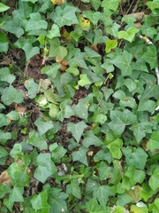 Hedera helix