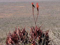 Aloe microstigma framesii