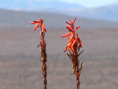 Aloe microstigma framesii