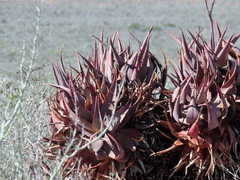Aloe microstigma framesii